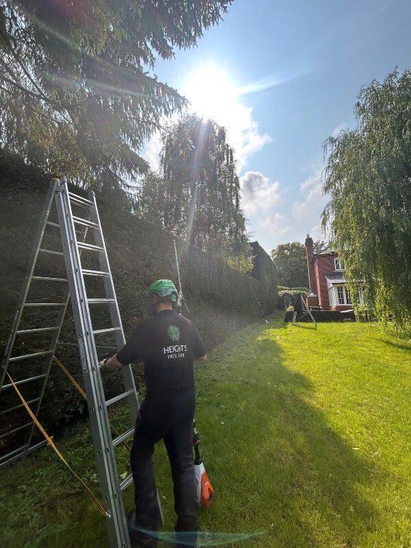 tree-surgeon-hedges shaped by a ruler 1