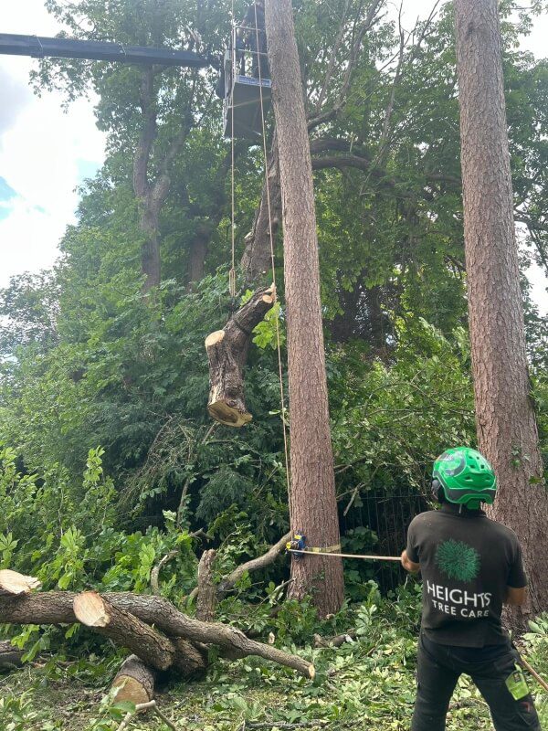 tree-surgeon-tree care 1