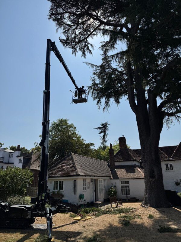 tree-surgeon-cedar